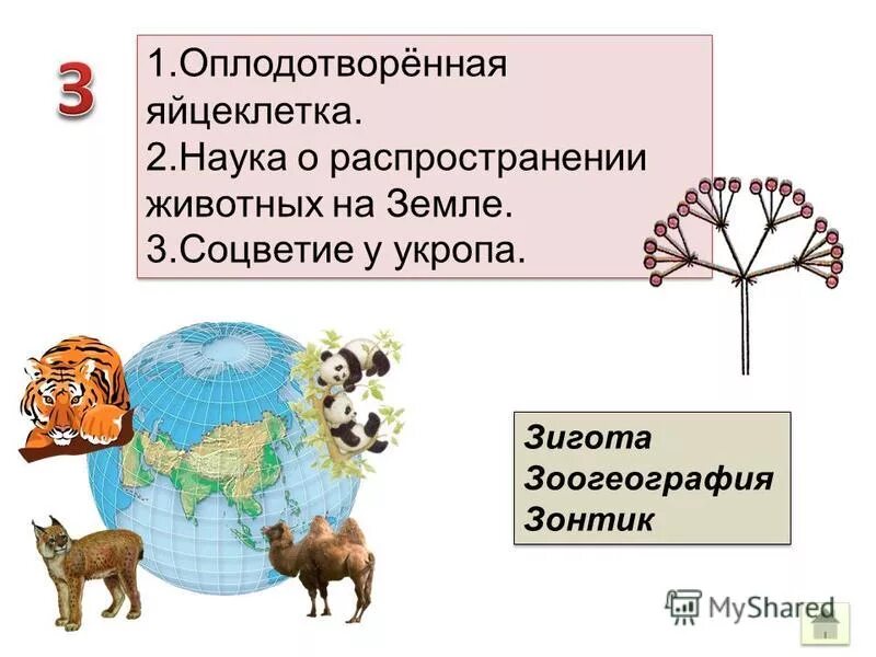 Зоология. Зоология наука о животных. Наука изучающая распространение животных. Наука изучающая распространение животных. Распространение животных на земле.