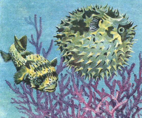 рыбки санитары очищают чешую других. губаны чистильщики рыбы. сомик присоска анциструс. рыбки санитары очищают чешую других. мурена и губан-чистильщик.