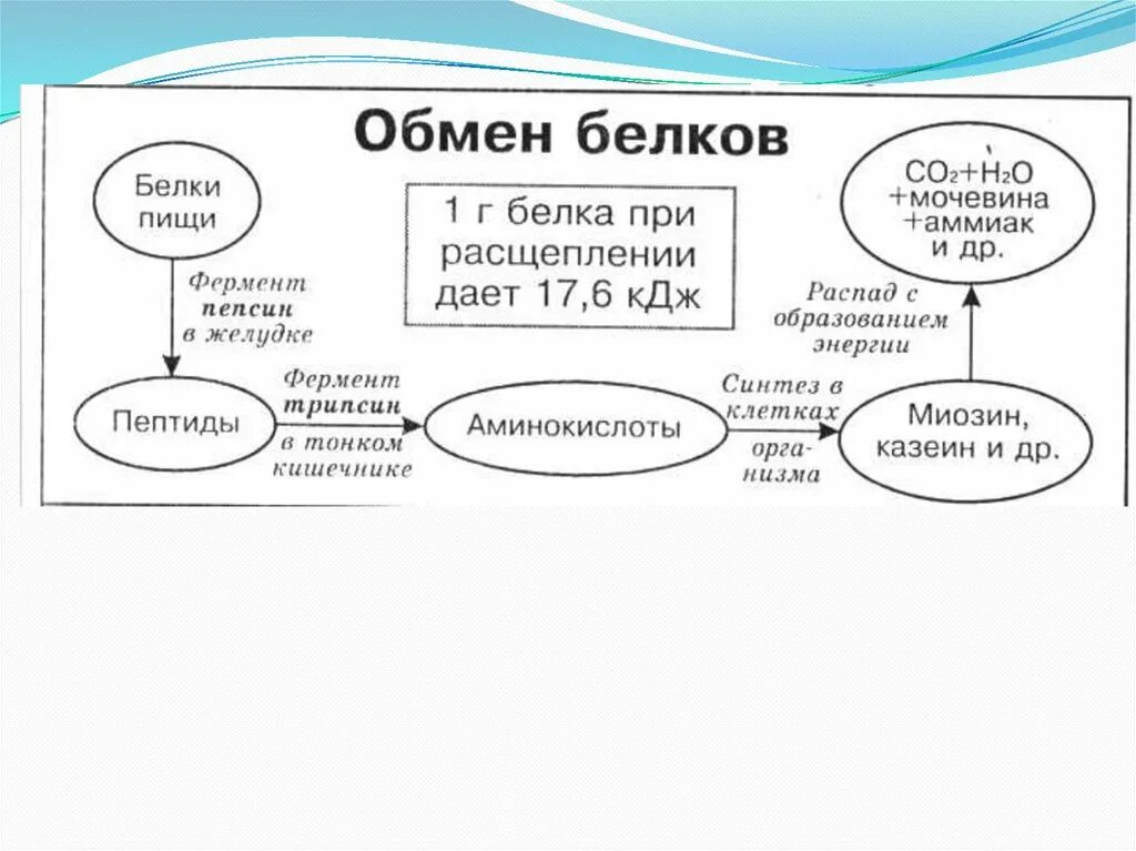 Как происходит обмен белков кратко. Схема обмена белка в организме. обмен белков в организме человека схема. схема метаболизма белков. схема обмен белков организма 8 класс.