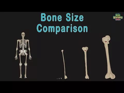 Человеческие кости. Tibia structure from netter atlas. Коть ъ. Coarse bone. Coarse bone.