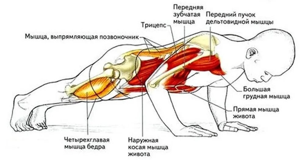 Отжимания на какие группы. Отжимания от пола какие мышцы задействованы. Группы мышц задействованные при отжимании. Мышцы участвующие в отжимании от пола. Отжимания мышцы задействованы.