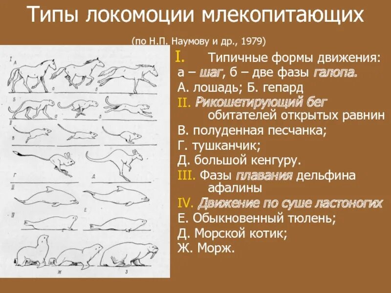 Способ движения млекопитающих. Локомоция млекопитающих. виды движения млекопитающих. формы локомоции. локомоция это в физиологии.
