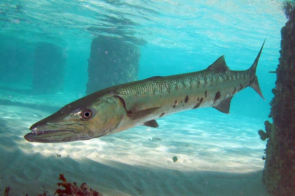 Какую рыбу называют морской щукой