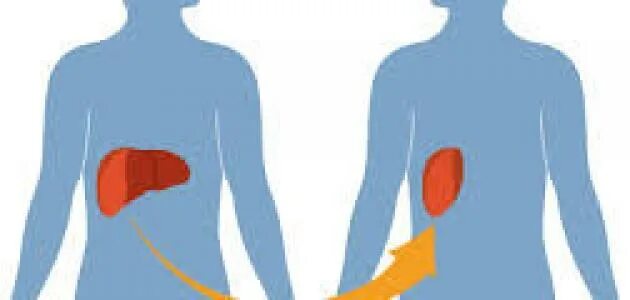 Донор- реципиент рисунки. Донор и реципиент органов. Трансплантация печени топографическая анатомия. Трансплантация печени. Трансплантация органо.