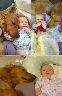 Последнюю собаку
