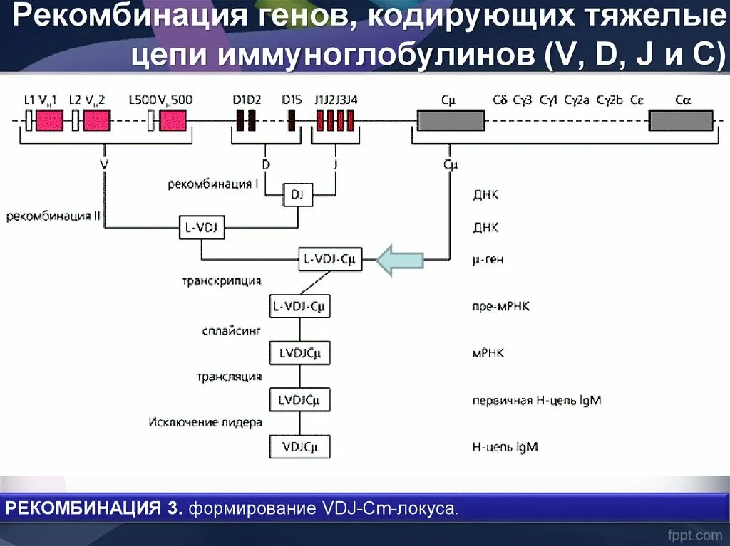 Гены иммуноглобулинов. Генетика иммуноглобулинов. Рекомбинация генов. Структура локусов иммуноглобулинов. Гены легких цепей иммуноглобулинов.