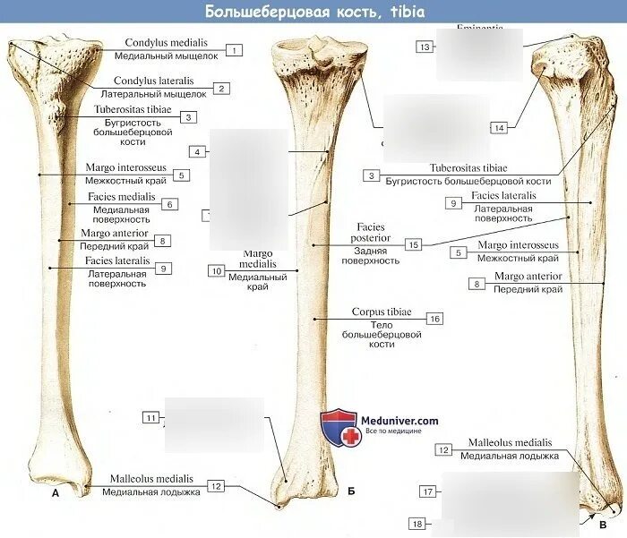 Задний мыщелок. Большеберцовая кость и малоберцовая кость. Берцовая кость строение анатомия. Б/берцовая кость анатомия. Кости голени малоберцовая кость.