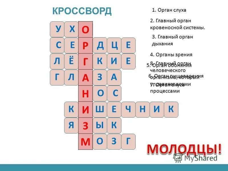 Кроссворд на тему органы человека. Кроссворд орган слуха. Кроссворд на тему системы органов. Кроссворд на тему кровеносная система.