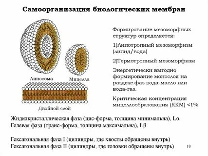 Формирование мембран