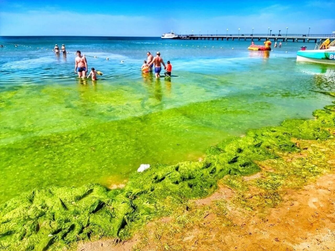 Цветет ли анапа. Черное море цветет Анапа. Анапа Витязево море цветет 2021. Черное море Анапа цветет водоросли. Цветение моря Витязево Анапа.