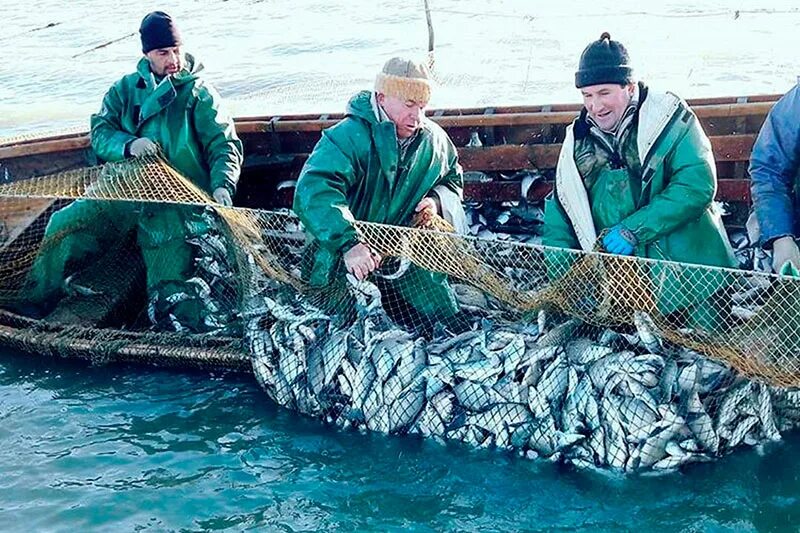 Улов ростов. Добыча рыбы. Промысел рыбы. Рыболовство на Каспийском море. Рыболовные промыслы.
