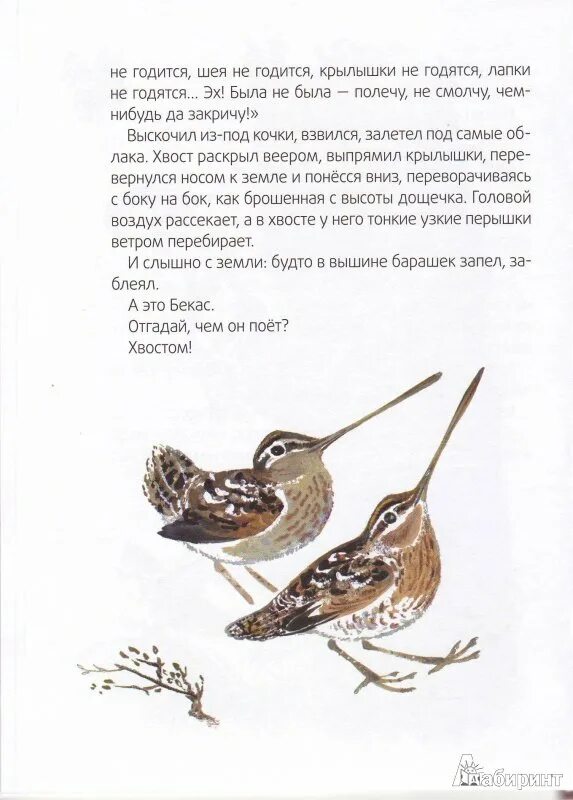 Бианки кто чем поет читать текст полностью. Бианки в.в. &quot;кто чем поет?&quot;. книга бианки кто чем поет. кто чем поет бекас.
