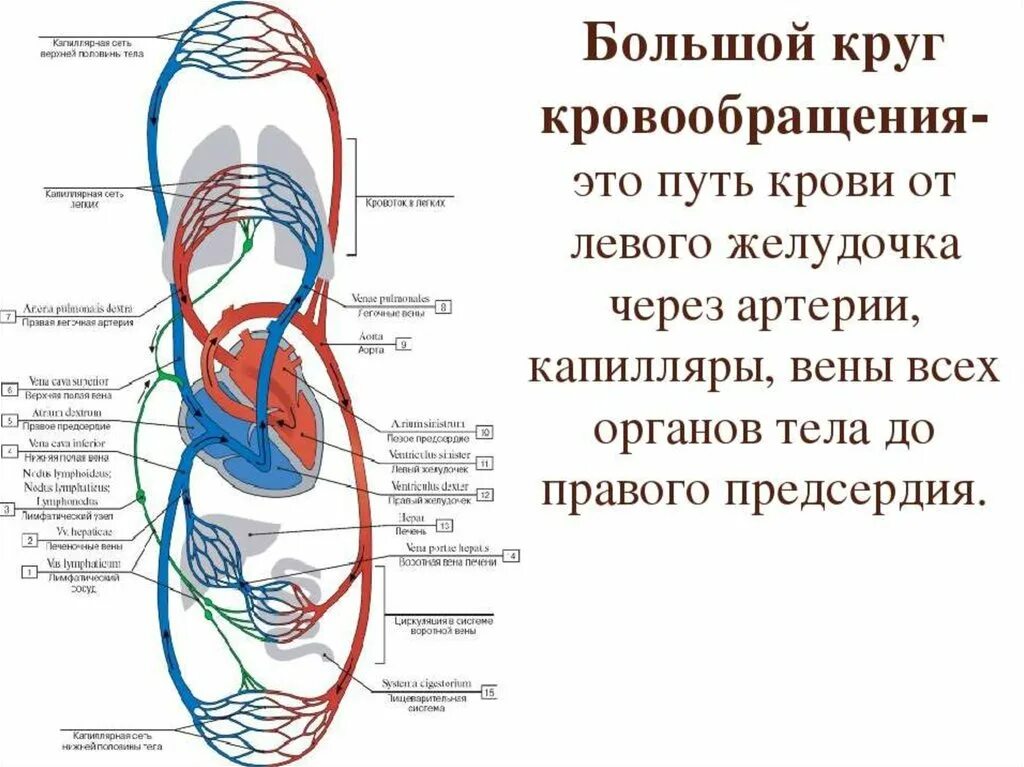 Этапы кругов кровообращения. Большой малый и венечный круг кровообращения. Малый круг кровообращения правый желудочек схема. Логическая схема сосуды малого круга кровообращения. Малый легочный круг кровообращения схема.