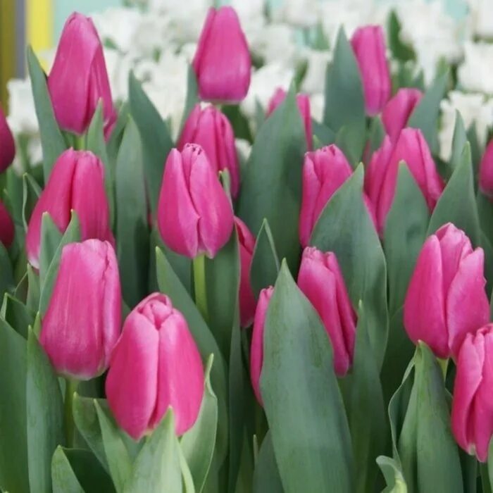 тюльпаны смоленск