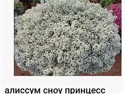 Как черенковать алиссум сноу принцесс