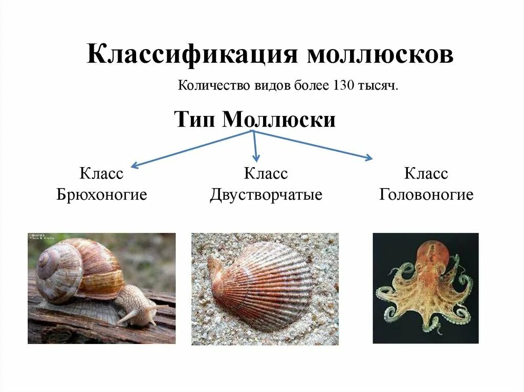 Тип моллюски брюхоногие двустворчатые головоногие. Тип двустворчатые моллюски строение. Классификация брюхоногих моллюсков биология 7 класс. Систематика головоногих моллюсков таблица. Брюхоногие примеры