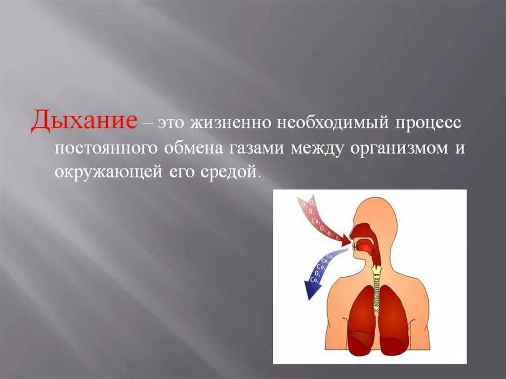 Процесс вдоха человека. Дыхание. Процесс дыхания. Процесс газообмена между организмом и окружающей средой. Дыхание презентация.