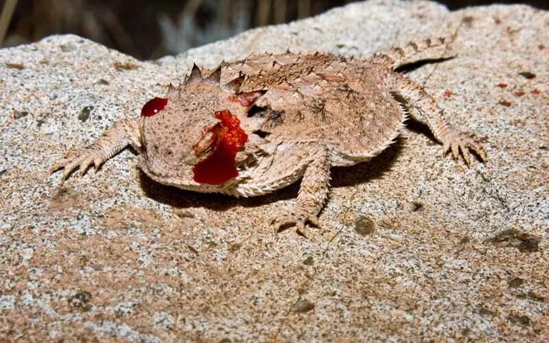 Техасская жабовидная ящерица кровь. Фринозома жабовидная ящерица. Рогатая жабовидная ящерица. Жабовидная агама.
