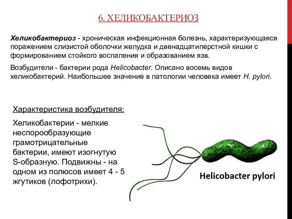 Причины появления хеликобактера