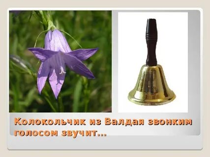Колокольчик 2