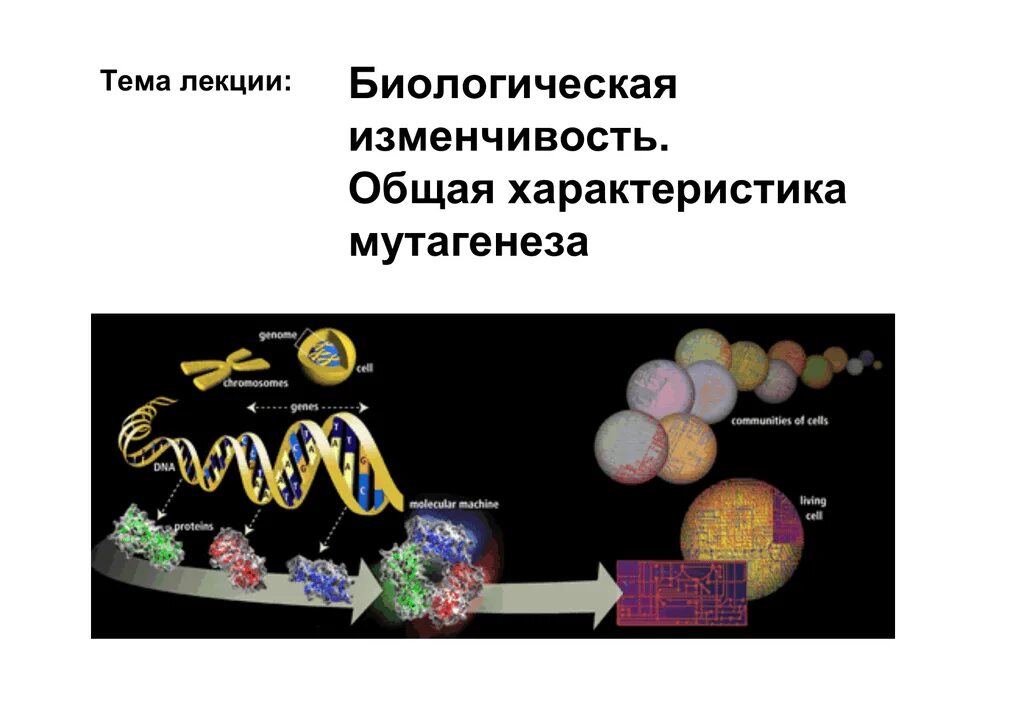 В чем заключается метод искусственного мутагенеза