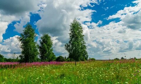 Сережа и поле
