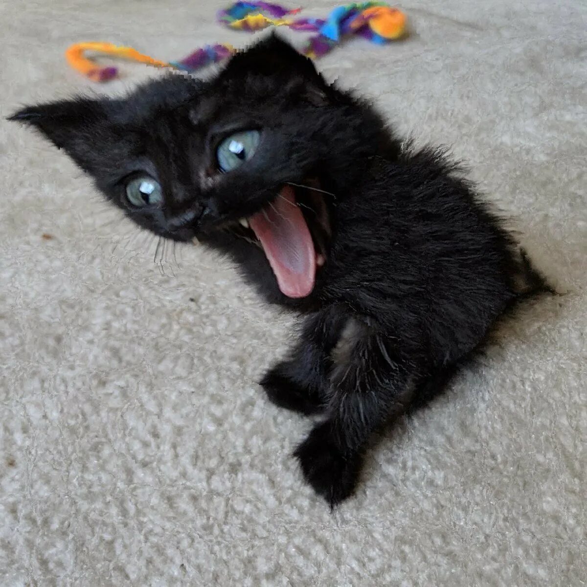 Черный котик с высунутым языком. Черный котенок высунул язык. Черный котенок. Смешной черный котенок.