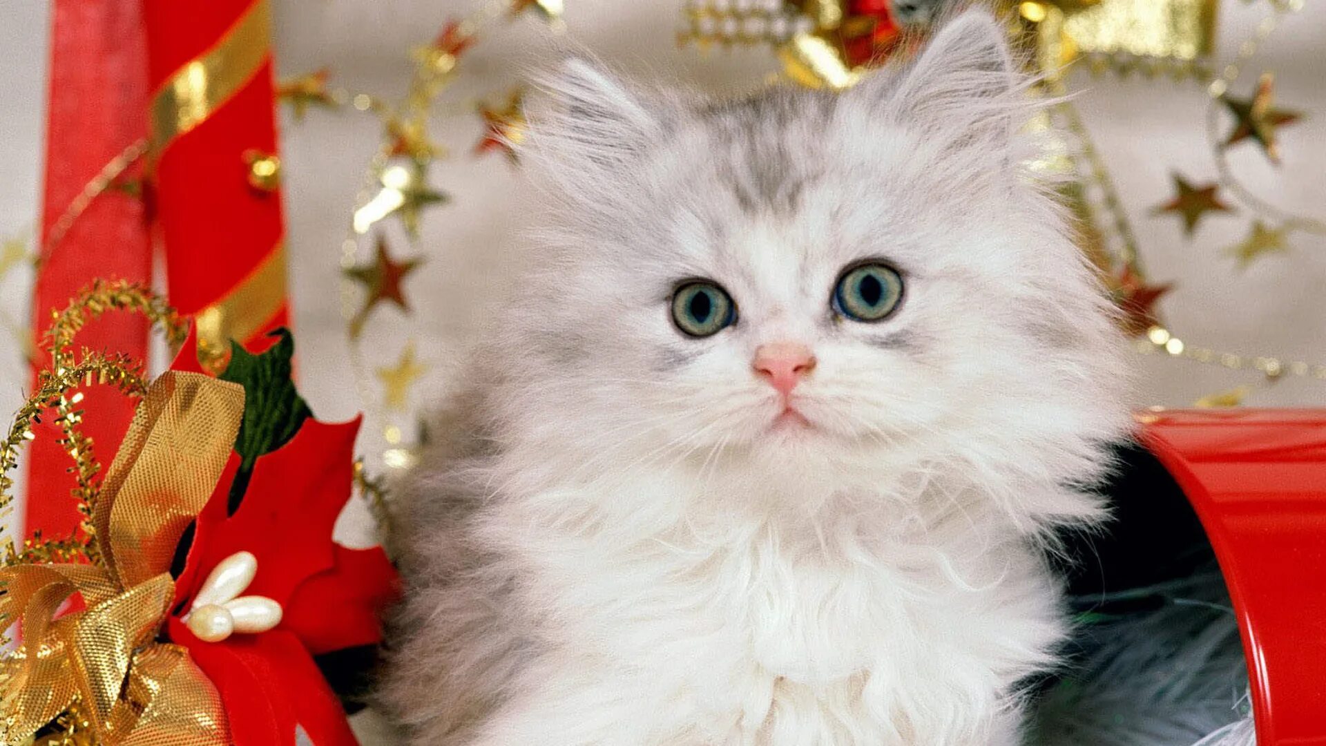 Новогодний кот. Живые обои кошечками новогодние. Котик в новогодней шапке. Новогодний кот. Новогодняя кошечка.