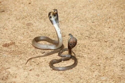 muirgil's dream King cobra, Pet snake, Cute snake