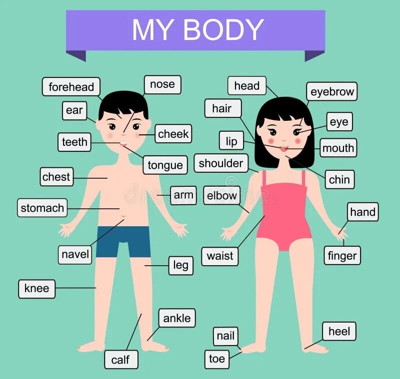 This is my body. Человеческое тело инфографика для детей. Части тела мальчика и девочки. Инфографика части тела. Изучаем тело человека для детей.