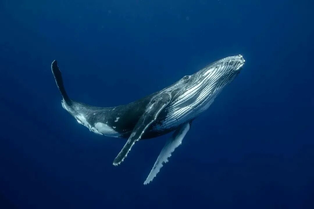 Кит Горбач. Синий горбатый кит. Горбатый кит группа. Горбатый кит и синий кит.
