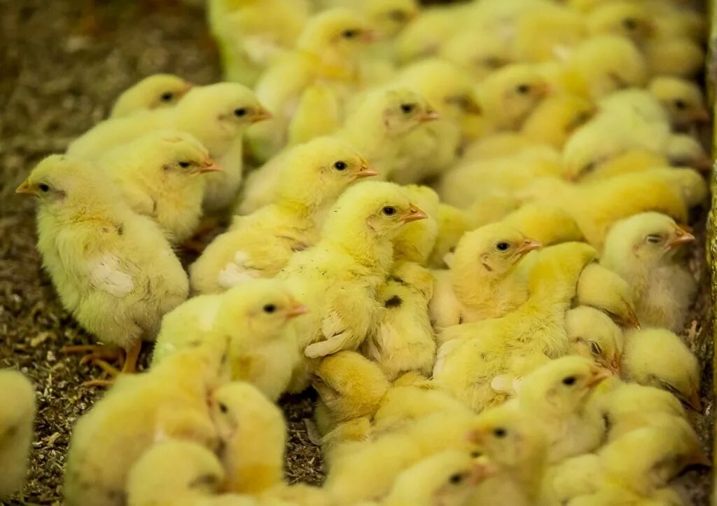 каких цыплят покупать