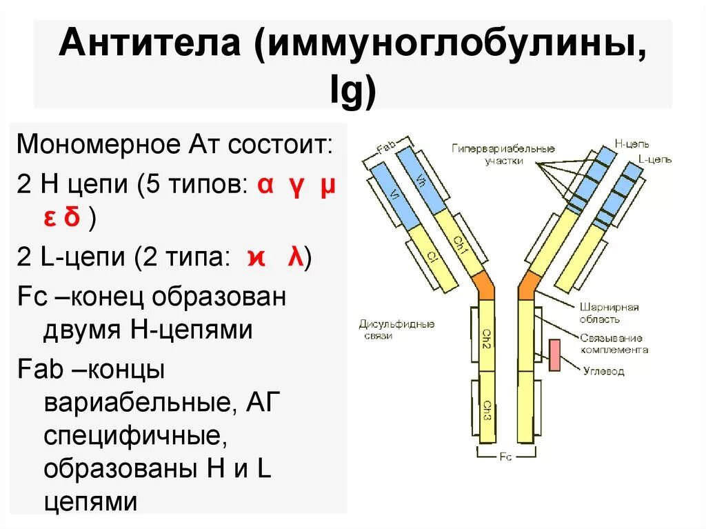 Антитела после иммуноглобулина. Антитела класса иммуноглобулинов. Типы антител (иммуноглобулинов). Антитела схема классификация. Строение антитела цепи.