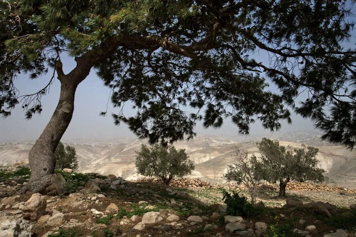 Природно климатические условия иерусалима. Палестина пейзаж Гефсиманский сад. Ландшафт Палестины.