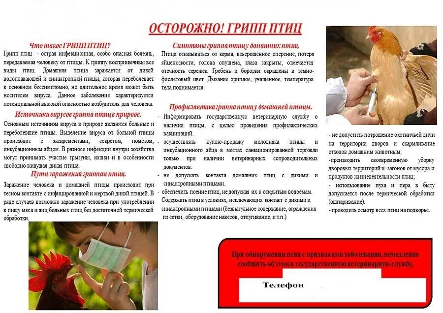 Условия для распространения гриппа. Памятка по высокопатогенному гриппу птиц. памятка населению по профилактике высокопатогенного гриппа птиц. памятка для населения птичий грипп профилактика. осторожно грипп птиц.