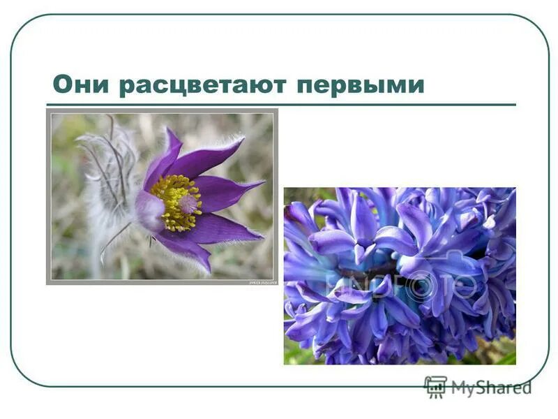 1 оне расцвела. 1 оне расцвела