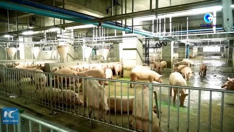 Szomorú világrekord: több mint egymillió sertést vágnak le itt - videó 