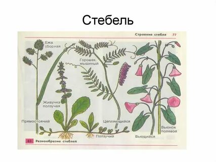 Виды стеблей травянистых растений