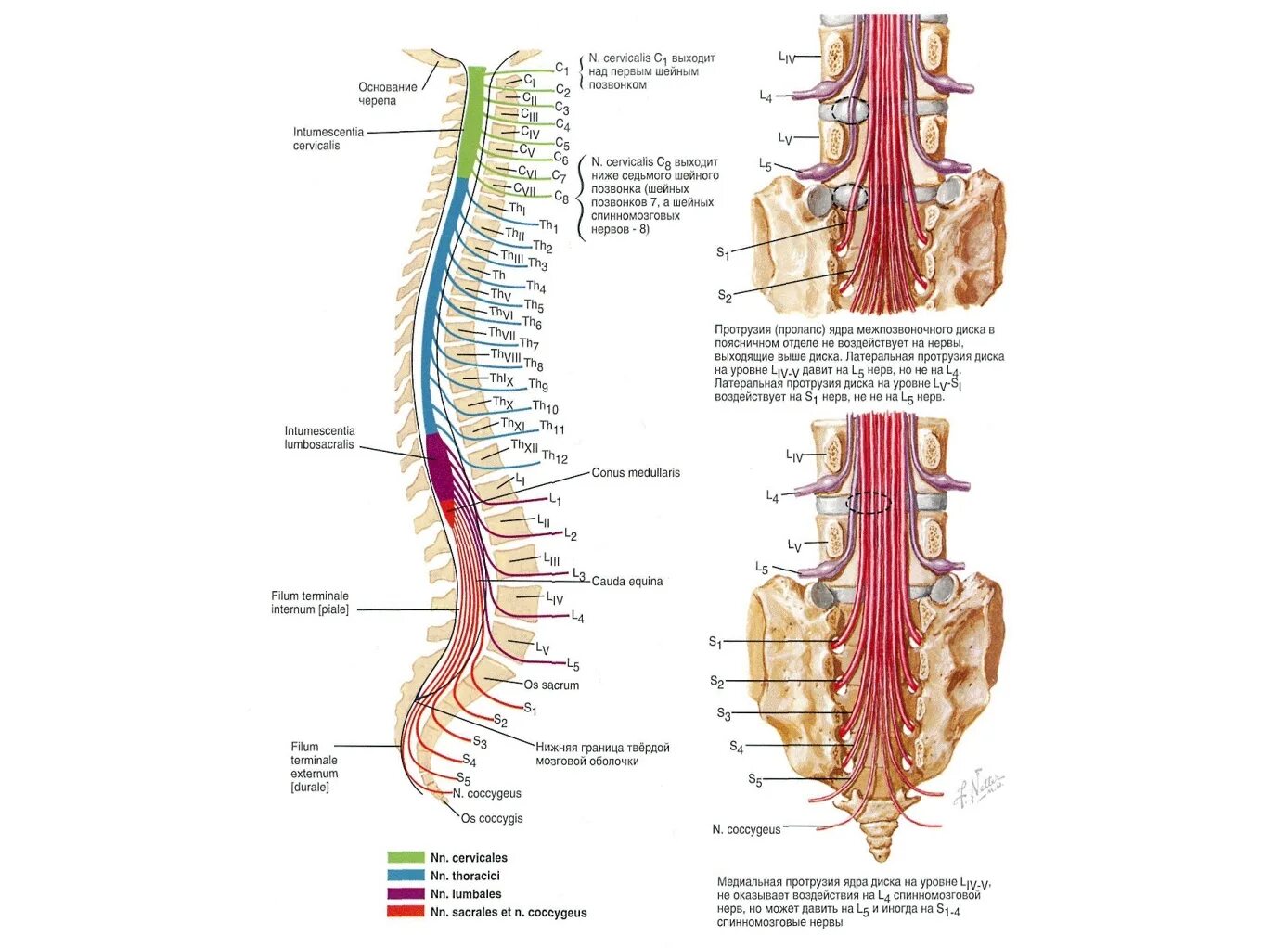 Позвонки человека спинной мозг анатомия. Нервы позвоночник человека анатомия. Анатомия Корешков спинного мозга. Схема выхода Корешков спинного мозга.
