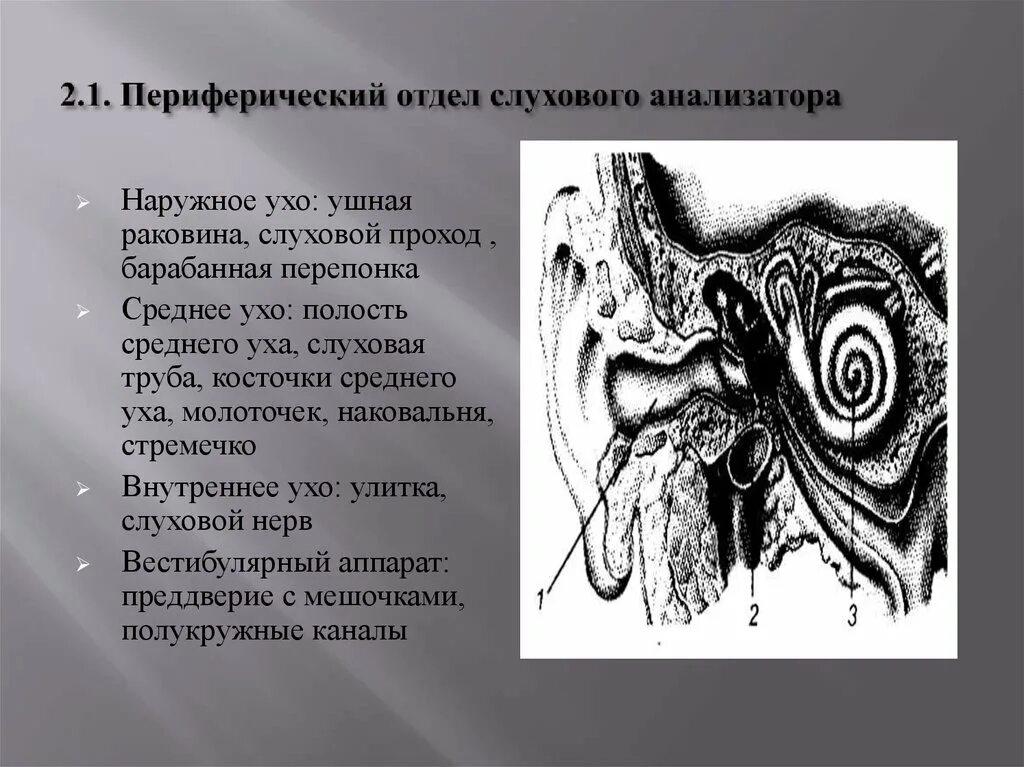 Периферийный отдел слухового анализатора. Периферический отдел слухового анализатора. Периферическое звено слухового анализатора. Анатомия периферического отдела слухового анализатора Кортиев орган. Орган состоящий из внутреннего и среднего уха