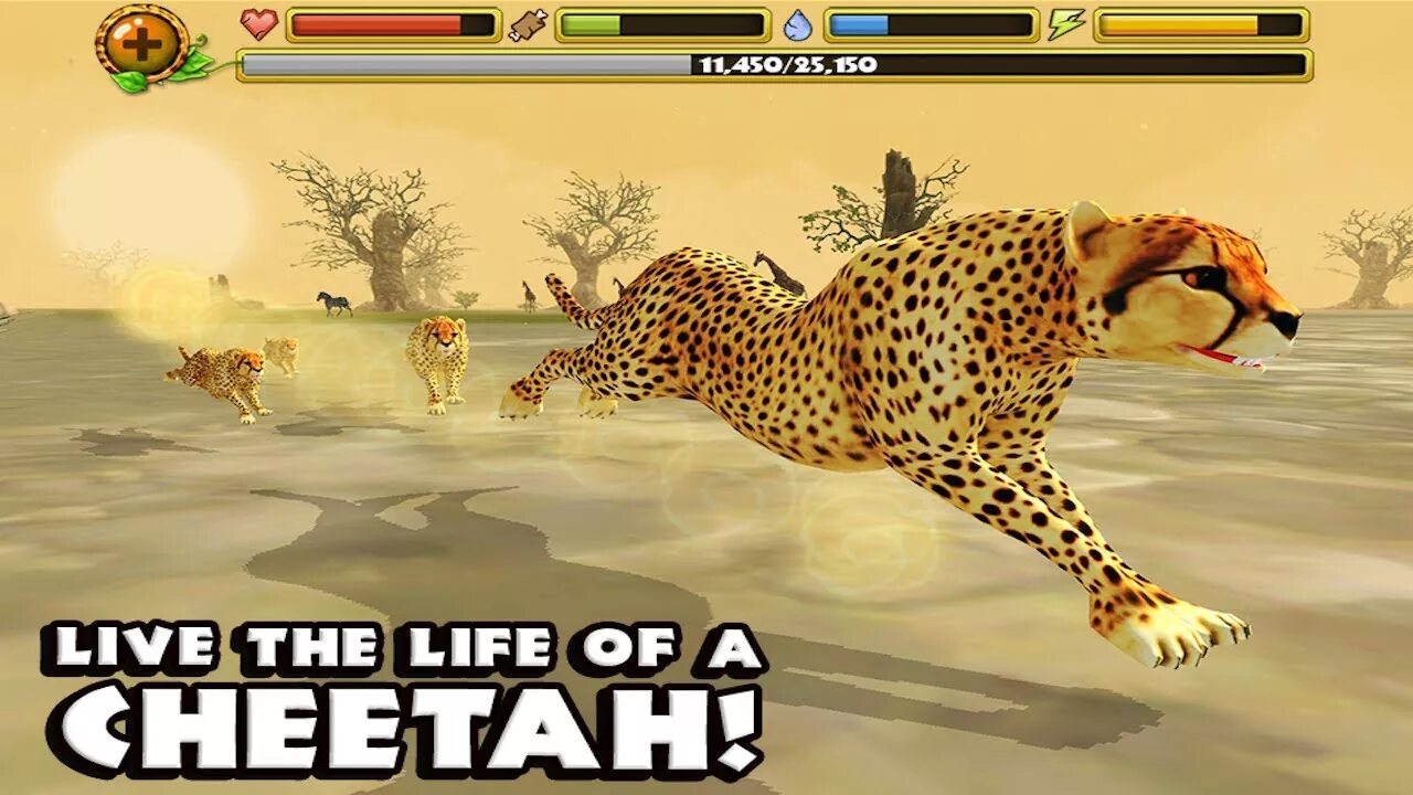 Cheaters cheetah читы. The cheetah игра. симулятор гепарда. симулятор леопарда. гонка гепардов.