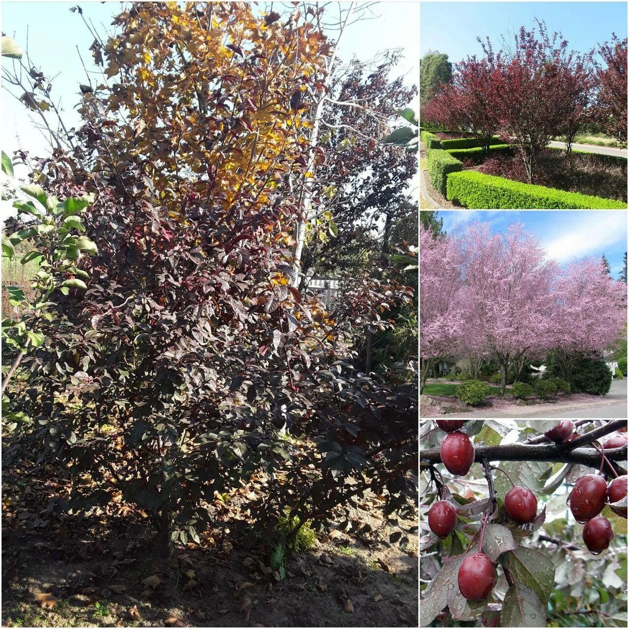 Слива нигра описание сорта. Слива Нигра. Слива растопыренная Prunus cerasifera"nigra". Слива растопыренная Нигра. Prunus cerasifera 'nigra'.