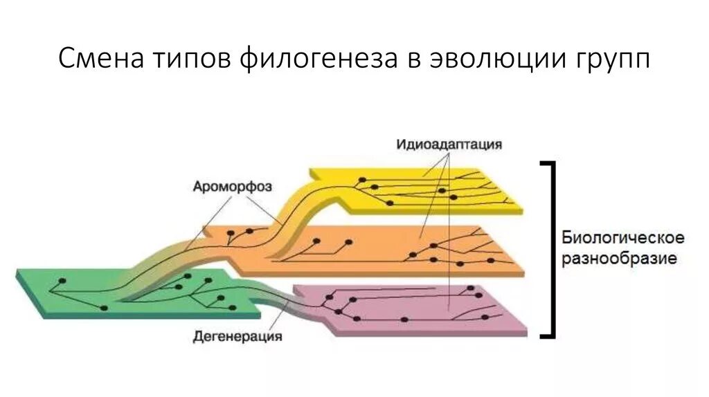 Возникновение хлорофилла это ароморфоз. Возникновение хлорофилла это ароморфоз. Пути эволюции ароморфоз. Ароморфоз идиоадаптация дегенерация. Возникновение хлорофилла это ароморфоз.