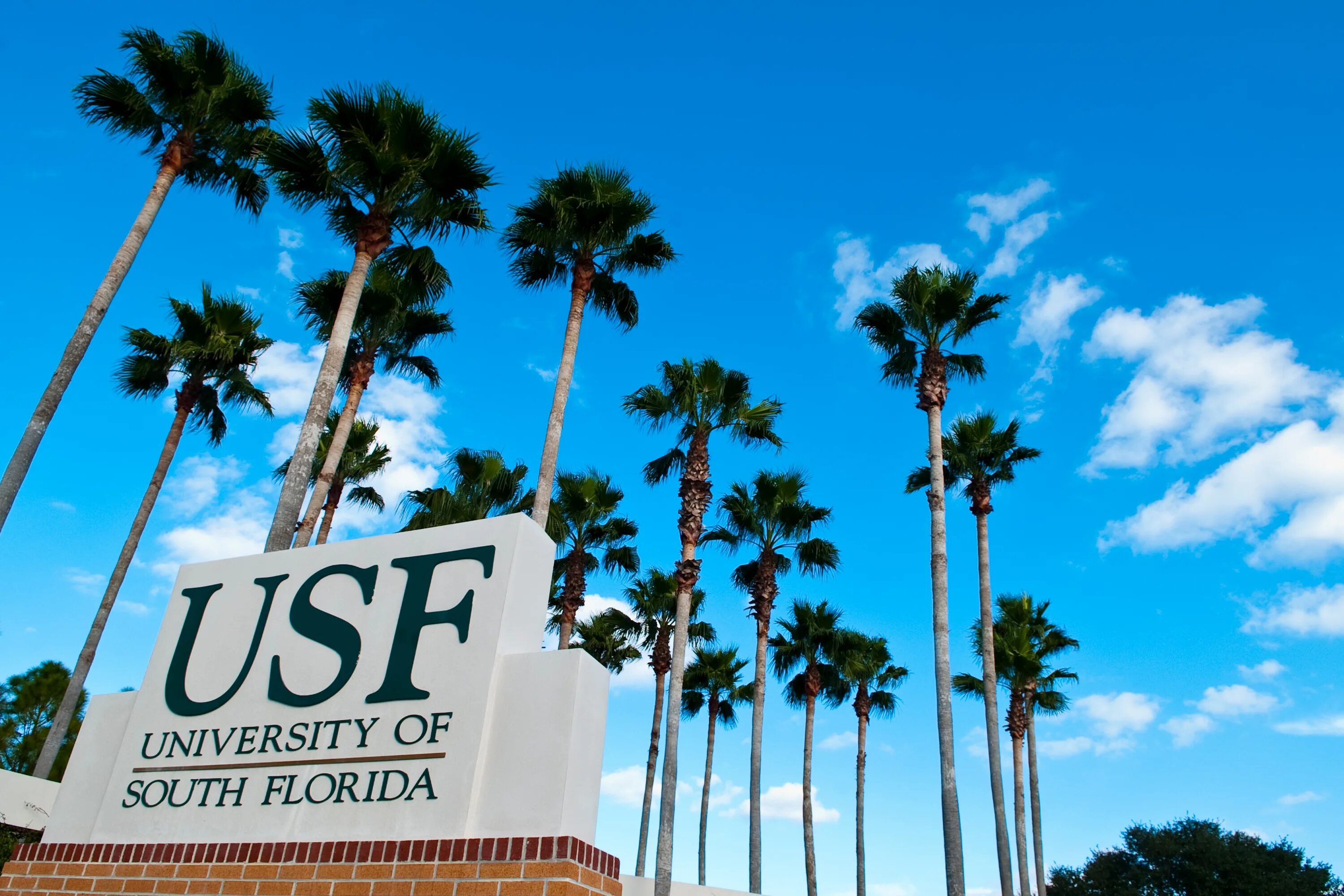 Южно-Флоридский университет. Тампа университет Флорида. Университете в Саус Флорида. Государственного университета Флориды.