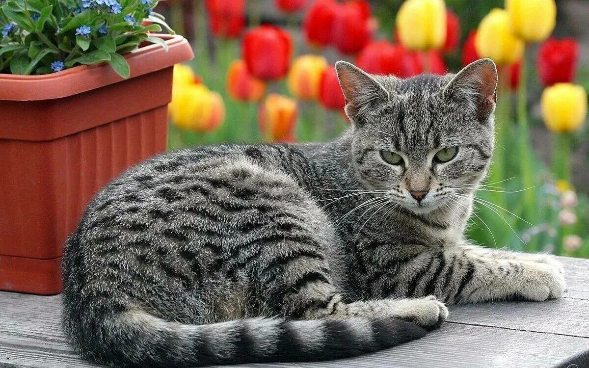 Картинки котов. Шартрез кот полосатый. Кошка европейская короткошерстная серая полосатая. Европейская короткошерстная кошка серая. Британский кот полосатый.