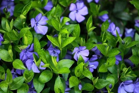 Periwinkle