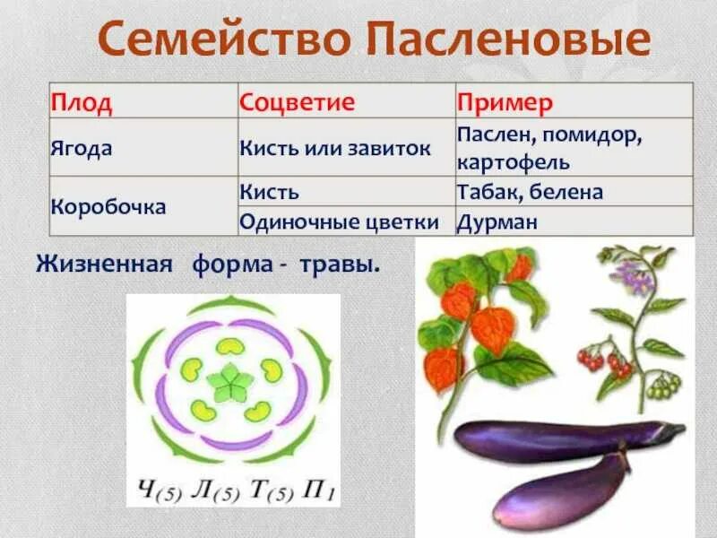 Растения семейства пасленовых ответ. Семейство Пасленовые. Растения семейства пасленовых. Характеристика семейства Пасленовые. Соцветие пасленовых.