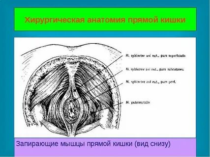 Прямой кишки сколько