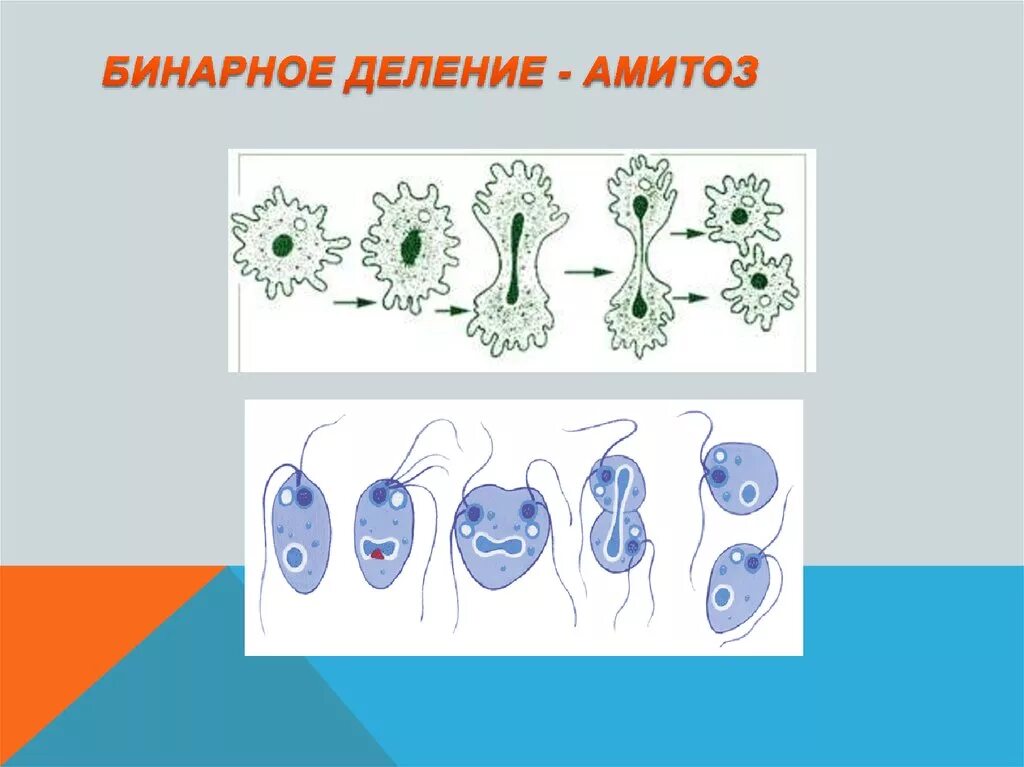 Амитоз схема деления. Амитоз это бесполое размножение. Размножение клеток амитоз. Бинарное деление. Митоз прямое деление клеток