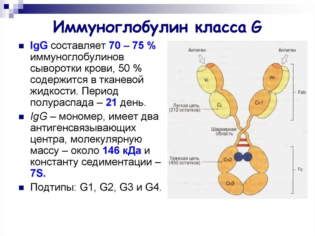 Иммуноглобулин g о чем говорит